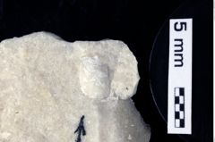 Foto (Detailansicht) von Culmenformosa sp. (NHMW-GEO-1990-0041-0287)